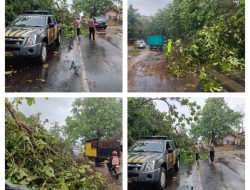 Polisi Evakuasi Pohon Jati Tumbang di Jalinsum Kampung Gedung Pakuon