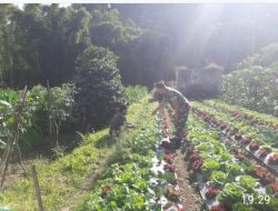 Babinsa Selo Dampingi Petani Wujudkan Swasembada Pangan