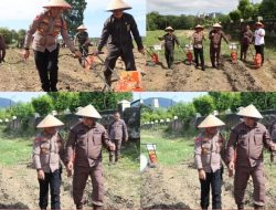 Polres Bangka Barat Gelar Penanaman Jagung Serentak, Dorong Kemandirian Pangan dan Peduli Masyarakat.