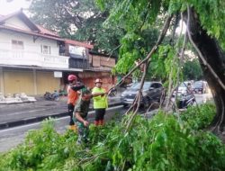 Gerak Cepat, Babinsa Manahan Bantu Evakuasi Pohon Tumbang Akibat Hujan Deras Dan Angin Kencang