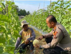 Kapolres Bangka Barat Ajak Warga Nikmati Sensasi Panen Melon Bersama di Kebun Belo Laut