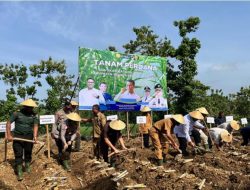 Danramil Ikuti Kegiatan Tanam Perdana Bongkar Ratoon Tebu Bersama Petani