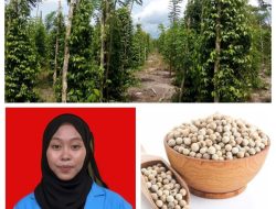 Strategi Pengembangan Agribisnis Lada Putih di Provinsi Kepulauan Bangka Belitung.