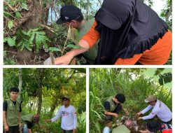 Kamis Manis, Pemdes Lompo Tengah Tanam Durian Musangking