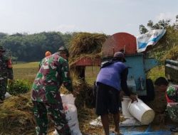 Babinsa Bantu Petani Memanen Padi untuk Meringankan Beban Kerja Petani Desa Pilangsari