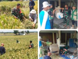 Pastikan Data Produksi Akurat, Babinsa Dampingi Ubinan Padi