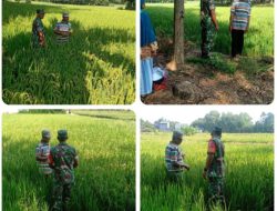 Babinsa Klego Pantau Pertumbuhan Padi Program Pompanisasi, Dukung Swasembada Pangan di Boyolali