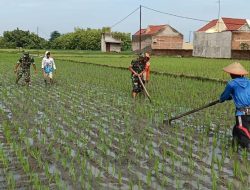 Babinsa Gondang Bantu Pembersihan Gulma dan Tanaman Liar di Lahan Petani