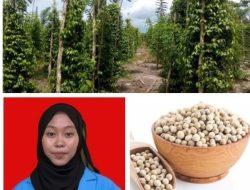 Strategi Pengembangan Agribisnis Lada Putih di Provinsi Kepulauan Bangka Belitung.