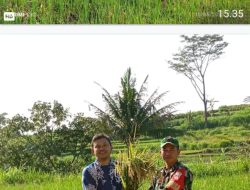 Pantau Potensi Hasil Panen Petani Ngampon, Babinsa Ampel Dampingi Pengubinan Padi