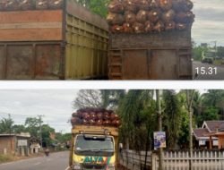 “Armada Angkutan Buah Sawit Bertonase Berlebihan Sangat Berbahaya Bagi Anak – anak Berangkat Sekolah dan Penguna Jalan Lainnya ?!”