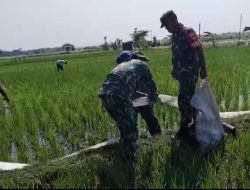 Babinsa Bantu Pengairan Sawah Usia Padi Satu Bulan Agar Tumbuh Optimal