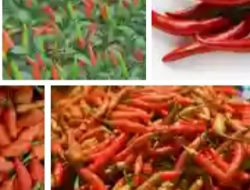 Mitano Khomi Lada Maha Mboli (Tanam Cabe Harganya Mahal)