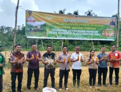 Panen Perdana Jagung Hibrida di Ketapang Desa Sihare’o III, Bupati Nias Himbau Masyarakat Agar Tidak Bermalas-Malasan