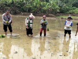 Kapolsek Dampingi Kelompok Tani Tanam Padi dan Sosialisasi 110 di Gunung Labuhan