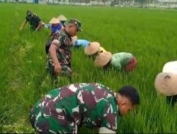 Babinsa Bersama Warga Pembersihan Gulma dan Hama Keong di Lahan Pertanian