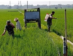 Babinsa Optimalkan Penyemprotan, Untuk Tingkatkan Hasil Panen