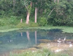 Pusat Mata Air Mambitul di Desa Malinjak Kec. KTS Memiliki Potensi Besar Untuk Meningkatkan Produktifitas Pertanian dan Kebutuhan Masyarakat Sekitar