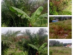 Adi Chandra, S.Kom Pengelola Dapur MBG Sesalkan Pemberitaan Tak Berimbang Terhadap Aliran Limbah dari Gedung SPPG Karang Agung.