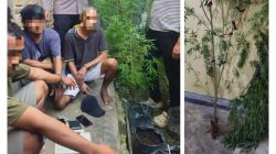 Tanam Ganja di Areal Dapur, Tiga Pria Warga Sergai dan Kota Tebing Tinggi di Tangkap Polsek Dolok Masihul.