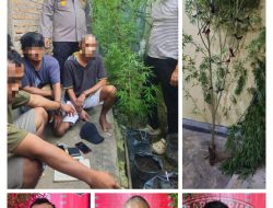 Tanam Ganja di Areal Dapur, Tiga Pria Warga Sergai dan Kota Tebing Tinggi di Tangkap Polsek Dolok Masihul.