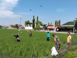 Babinsa Bersama Poktan Bersihkan Gulma Secara Tradisional