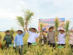 Bupati Bantaeng Dorong Kemandirian Benih Melalui Panen Perdana Padi Genjah dan Jagung