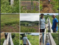 “Petani Nanga Baras Menjerit, Lahan Persawahan Konon Kabarnya Tidak Digarap Selama 3 Tahun Berturut-turut ?!”